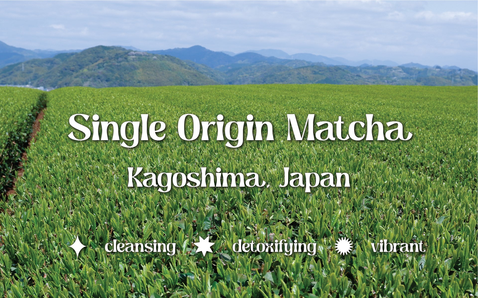 1kg Single Origin Matcha – Botanik Herbs & Tea